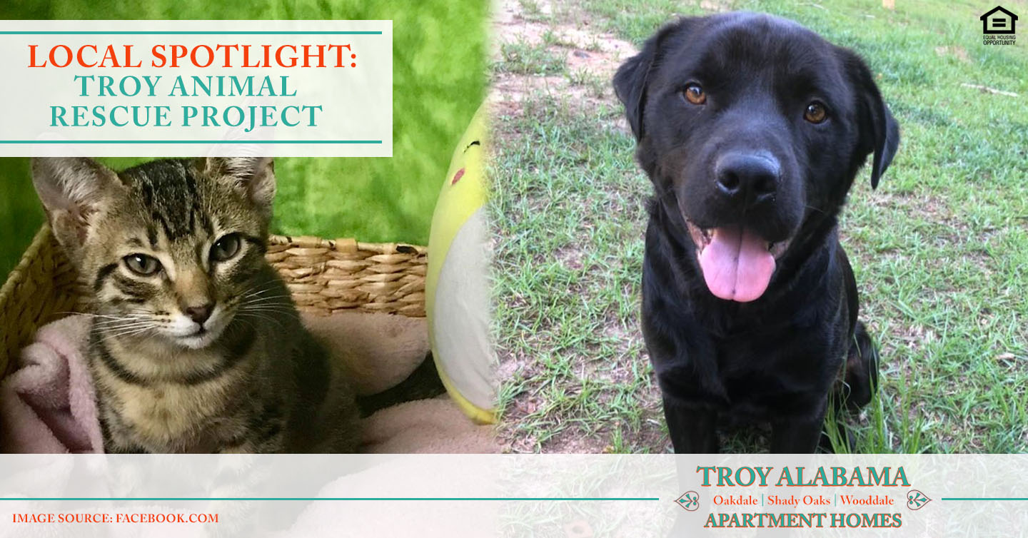 Troy Animal Rescue Projects